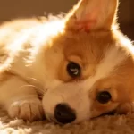 Essential Puppy Training Guide for Beginners