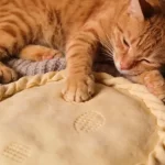 Why Your Cat ‘Biscuits’ You—It’s Not Just About Being Happy