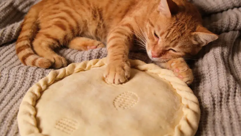 Why Your Cat ‘Biscuits’ You—It’s Not Just About Being Happy