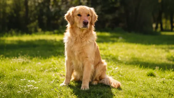 Meet This “Golden Girl” Golden Retriever Who Babysits Her Neighbors’ Kids